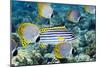 Tropical Reef Fish-Georgette Douwma-Mounted Photographic Print