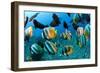 Tropical Reef Fish-Matthew Oldfield-Framed Photographic Print