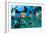 Tropical Reef Fish-Matthew Oldfield-Framed Photographic Print