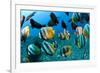 Tropical Reef Fish-Matthew Oldfield-Framed Photographic Print