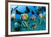 Tropical Reef Fish-Matthew Oldfield-Framed Photographic Print