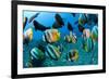 Tropical Reef Fish-Matthew Oldfield-Framed Photographic Print