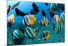 Tropical Reef Fish-Matthew Oldfield-Mounted Photographic Print