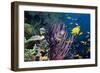 Tropical Reef-Georgette Douwma-Framed Photographic Print