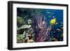 Tropical Reef-Georgette Douwma-Framed Photographic Print