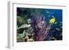 Tropical Reef-Georgette Douwma-Framed Photographic Print