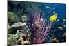 Tropical Reef-Georgette Douwma-Mounted Photographic Print