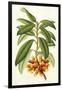 Tropical Rhododendron I-Horto Van Houtteano-Framed Art Print