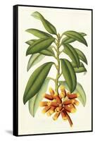 Tropical Rhododendron I-Horto Van Houtteano-Framed Stretched Canvas