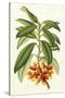 Tropical Rhododendron I-Horto Van Houtteano-Stretched Canvas