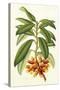 Tropical Rhododendron I-Horto Van Houtteano-Stretched Canvas