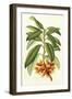 Tropical Rhododendron I-Horto Van Houtteano-Framed Art Print