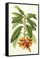 Tropical Rhododendron I-Horto Van Houtteano-Framed Stretched Canvas