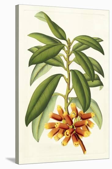 Tropical Rhododendron I-Horto Van Houtteano-Stretched Canvas