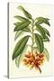 Tropical Rhododendron I-Horto Van Houtteano-Stretched Canvas