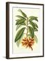 Tropical Rhododendron I-Horto Van Houtteano-Framed Art Print