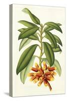 Tropical Rhododendron I-Horto Van Houtteano-Stretched Canvas