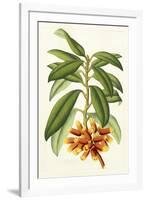 Tropical Rhododendron I-Horto Van Houtteano-Framed Art Print