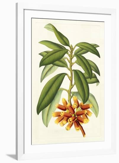 Tropical Rhododendron I-Horto Van Houtteano-Framed Art Print