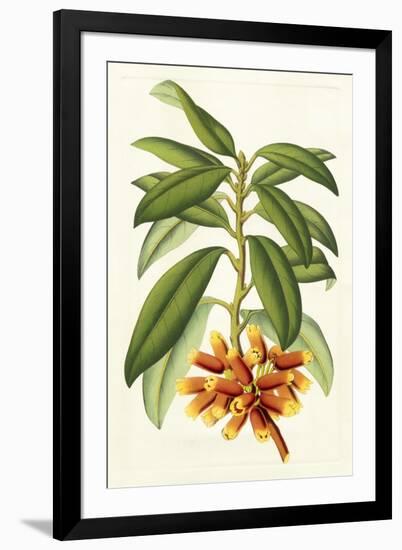 Tropical Rhododendron I-Horto Van Houtteano-Framed Art Print