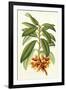 Tropical Rhododendron I-Horto Van Houtteano-Framed Art Print