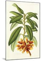 Tropical Rhododendron I-Horto Van Houtteano-Mounted Art Print