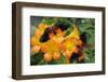 Tropical Rhododendron Simbu Sunset Flowers with 2 Doris Longwing Butterflies-Peter Etchells-Framed Photographic Print