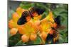 Tropical Rhododendron Simbu Sunset Flowers with 2 Doris Longwing Butterflies-Peter Etchells-Mounted Photographic Print