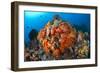 Tropical Sea Life-Matthew Oldfield-Framed Photographic Print