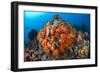 Tropical Sea Life-Matthew Oldfield-Framed Photographic Print