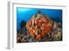 Tropical Sea Life-Matthew Oldfield-Framed Photographic Print