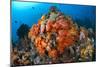 Tropical Sea Life-Matthew Oldfield-Mounted Photographic Print