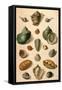 Tropical Seashells-Franz Michael Regenfus Regenfuss-Framed Stretched Canvas