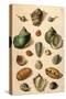 Tropical Seashells-Franz Michael Regenfus Regenfuss-Stretched Canvas