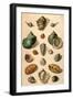 Tropical Seashells-Franz Michael Regenfus Regenfuss-Framed Giclee Print