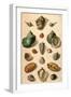 Tropical Seashells-Franz Michael Regenfus Regenfuss-Framed Giclee Print