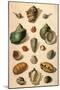 Tropical Seashells-Franz Michael Regenfus Regenfuss-Mounted Giclee Print