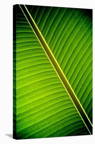 Tropical Shade-Elizabeth St^ Hilaire Nelson-Stretched Canvas
