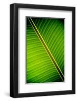 Tropical Shade-Doug Nelson-Framed Art Print