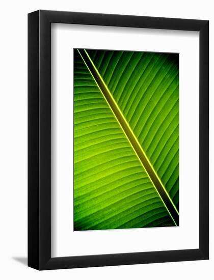 Tropical Shade-Doug Nelson-Framed Art Print