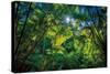 Tropical Shade-Dennis Frates-Stretched Canvas
