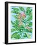 Tropical Shell Ginger II-Laura Marr-Framed Art Print