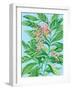 Tropical Shell Ginger II-Laura Marr-Framed Art Print