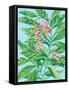 Tropical Shell Ginger II-Laura Marr-Framed Stretched Canvas