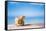 Tropical Shell on White Florida Beach Sand under Sun Light, Shallow Dof-lenka-Framed Stretched Canvas