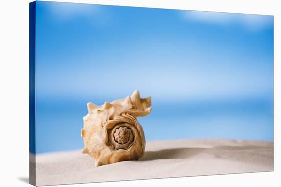 Tropical Shell on White Florida Beach Sand under Sun Light, Shallow Dof-lenka-Stretched Canvas