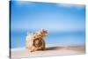 Tropical Shell on White Florida Beach Sand under Sun Light, Shallow Dof-lenka-Stretched Canvas