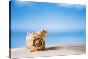 Tropical Shell on White Florida Beach Sand under Sun Light, Shallow Dof-lenka-Stretched Canvas