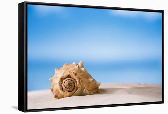 Tropical Shell on White Florida Beach Sand under Sun Light, Shallow Dof-lenka-Framed Stretched Canvas