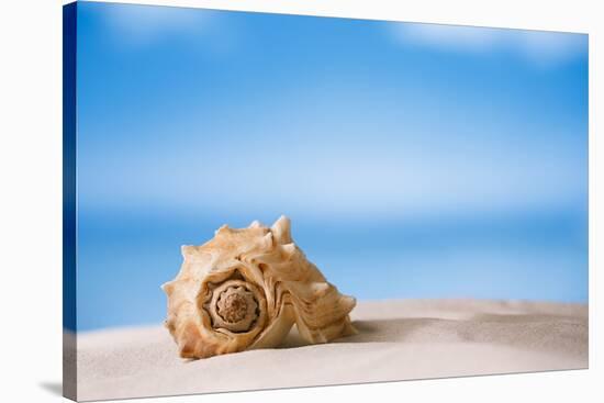 Tropical Shell on White Florida Beach Sand under Sun Light, Shallow Dof-lenka-Stretched Canvas